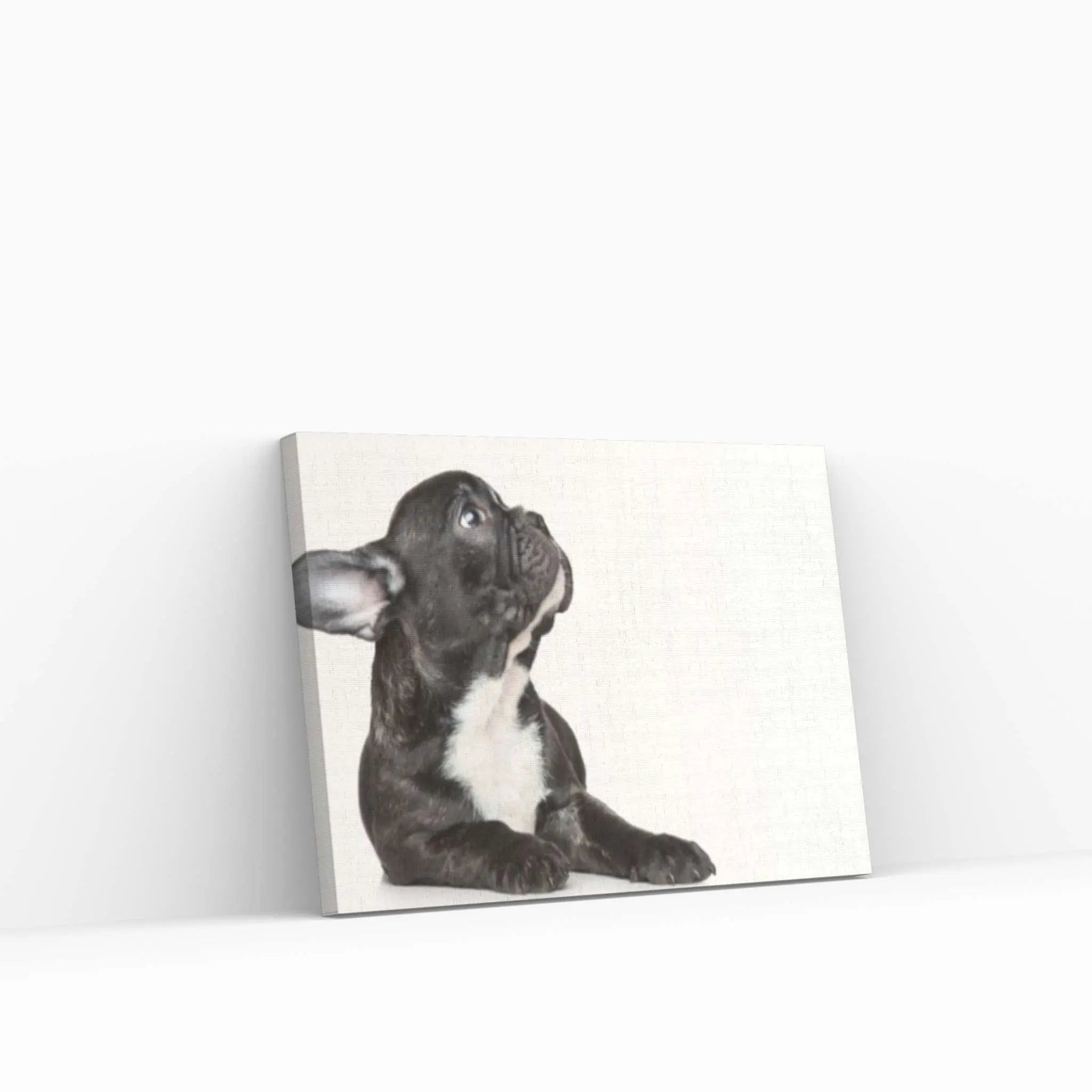 French bulldog black Canvas Wall Art Design Poster Canvas Wall Art - Y Canvas