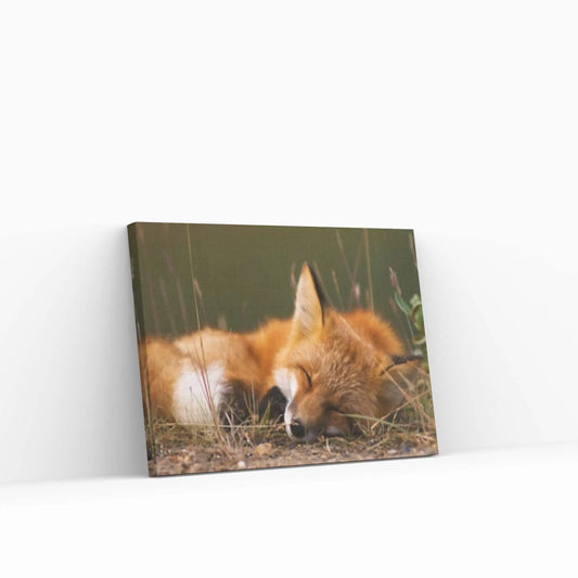 Sleeping fox Canvas Wall Art Design Animal Canvas Wall Art - Y Canvas