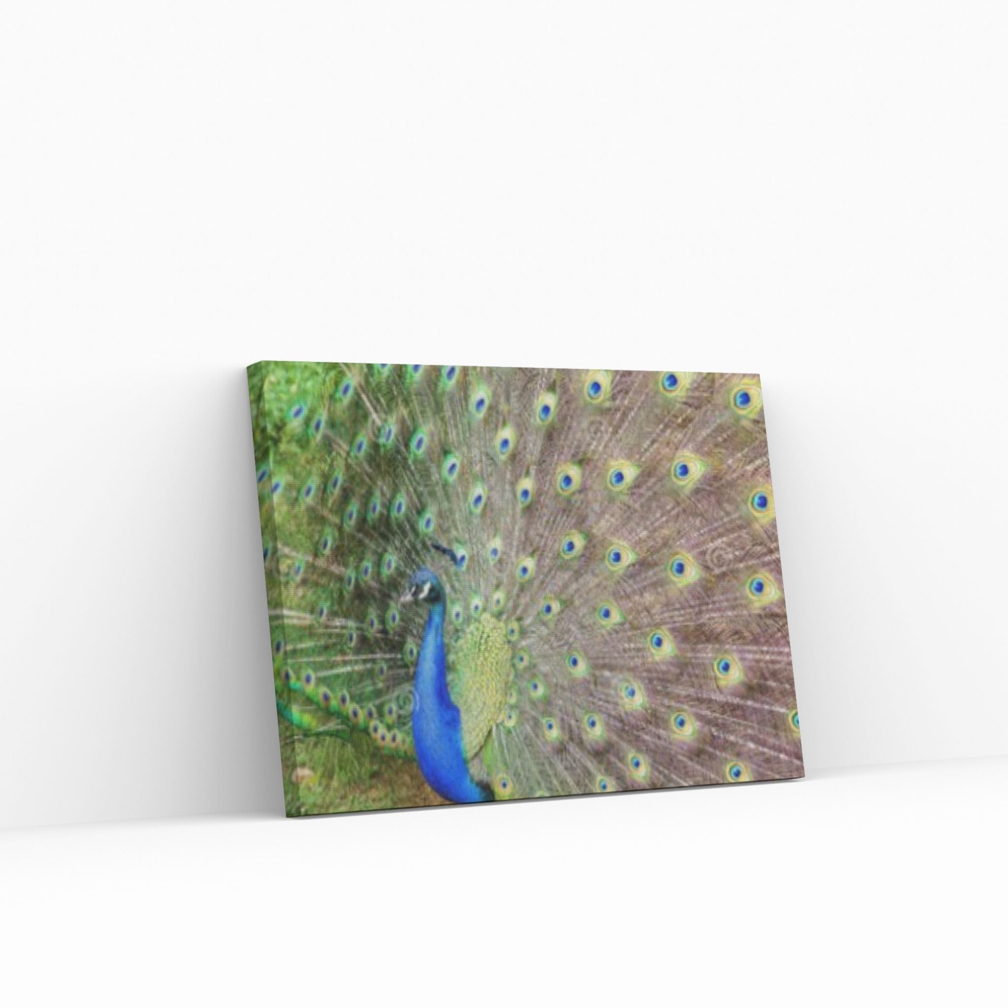 Beautiful Blue Green Peacock Canvas Wall Art - Y Canvas